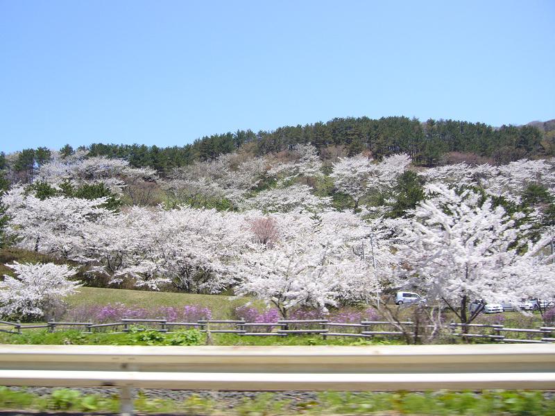 ../../../../_images/20060503_sinkansen_sakura.jpg