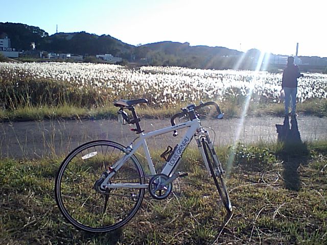 ../../../../_images/20061112_tamagawa_susuki.jpg