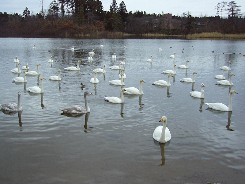 ../../../../_images/20070101_swan.jpg