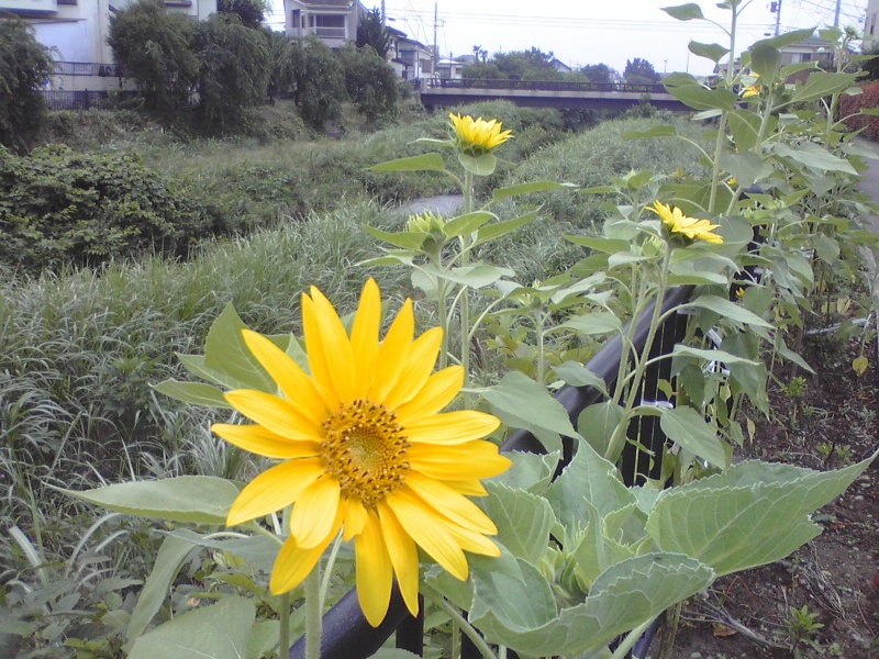 ../../../../_images/20080713_nogawa_himawari.jpg