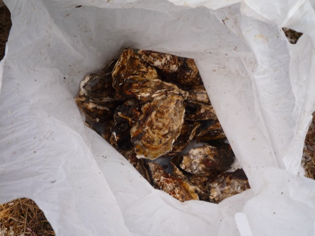 ../../../../_images/20090208_kakifukuro.jpg
